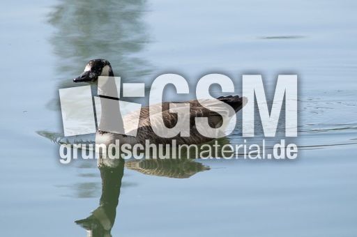 Kanadagans (4 von 15).jpg